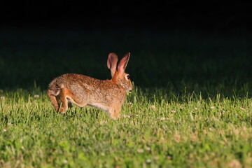 Small European rabbit running in a green grassy meadow