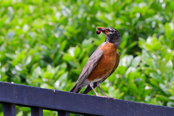 Closeup shot of an American robin perched on a metal railing with fruit in its beak