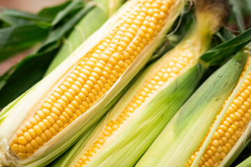 北海道ニセコ産　とうもろこし　恵味3