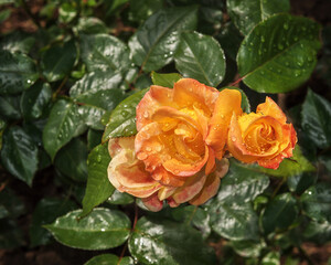 Rose bush with vibrant and changing tones Soleil du Monde. Exquisite selected varieties of roses. Flowers for parks, gardens, bouquets