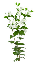 Tropical bush shrub white flower green tree isolated on white background. This has clipping path.