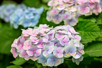 Hydrangea hortensia flower, close closeup detail macro, pink blue purple color colour, natural soil pH indicator, native Asian garden gardening plant