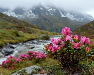 Fototapeta premium Alpine Rose. Snow-capped Rhododendron Ferrugineum Flower in the Alps