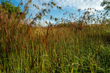 grass and sky