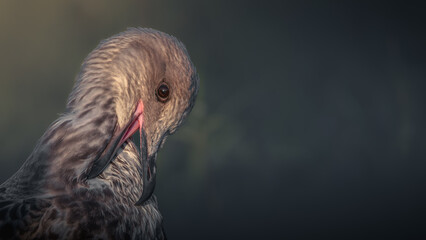Great Black-backed Gull Portrait
