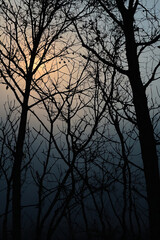 Obraz premium A serene tree silhouette against the twilight sky