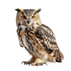 eurasian eagle owl isolated on white background, flaco eurasian eagle owl, white eurasian eagle owl
