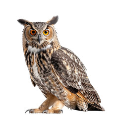 Naklejka premium eurasian eagle owl isolated on white background, flaco eurasian eagle owl, white eurasian eagle owl