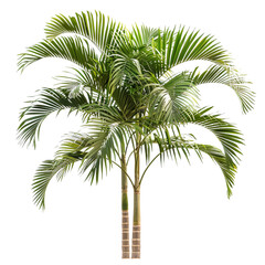 king palm tree isolated on white background, small king palm tree, full grown king palm tree






