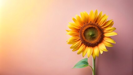 Obraz premium A single sunflower on a pastel background with copy space. 