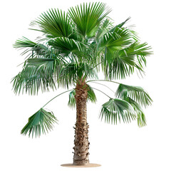 king palm tree isolated on white background, small king palm tree, full grown king palm tree






