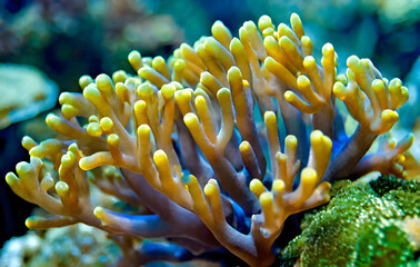 This is a macro of a branching torch coral, Euphyllia glabrescens. Generative AI.