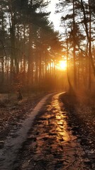 Obraz premium The sun shines through the trees in the forest