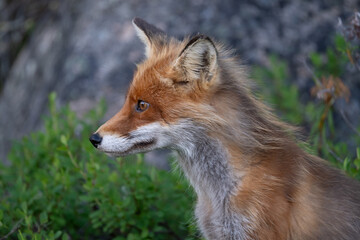 Fototapeta premium Portrait of a red fox