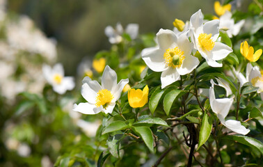 Fototapeta premium white and yellow flowers. Generative AI.