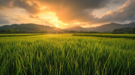 Photograph of rice fields in beautiful sunrise