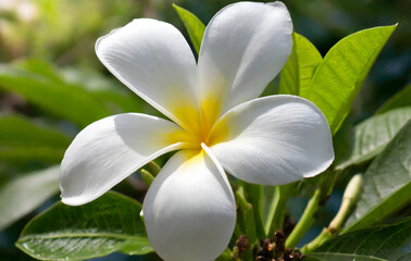 white frangipani flower. Generative AI.