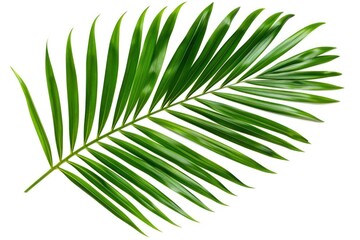 Obraz premium Vibrant Green Palm Leaf Isolated on White