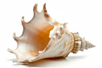 Elegant Sea Shell Isolated on White