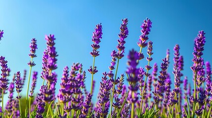 Naklejka premium Serene Lavender Field Blooming Beneath Clear Blue Sky