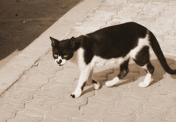 Black White Cat Walking Sidewalk Sepia Tone