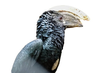 Silvery-cheeked hornbill bird. Bycanistes brevis