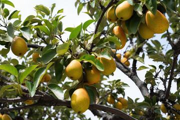 Fresh and juicy pears in the tree