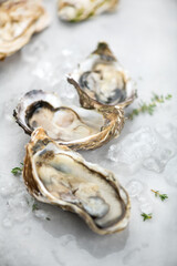 Oysters close up on ice, border design, open french oyster Fine de Claire, Healthy sea food. Oyster dinner in restaurant. Gourmet food, delicatessen. Vertical image