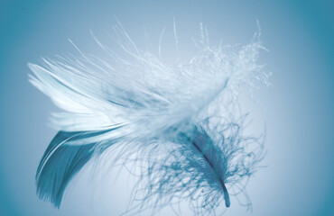 Beautiful feather on blue background. Birds feather texture, with reflection, close up. One Bird feather rotating, macro shot. Softness concept. 