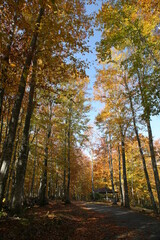 紅葉したメタセコイアの林