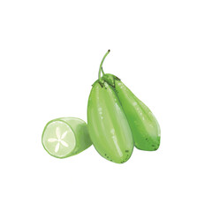 Taling Pling Fruit of Thailand. watercolor.