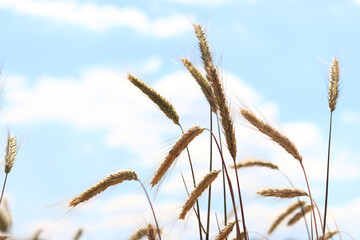 Ears of rye against the sky. Grain field, ears of grain close-up. Agricultural field of rye. Field on a sunny day. Background of ripening grains in a field. Harvest concept