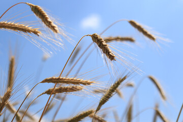 Obraz premium Ears of rye against the sky. Grain field, ears of grain close-up. Agricultural field of rye. Field on a sunny day. Background of ripening grains in a field. Harvest concept
