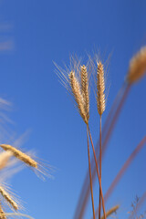 Ears of rye against the sky. Grain field, ears of grain close-up. Agricultural field of rye. Field on a sunny day. Background of ripening grains in a field. Harvest concept