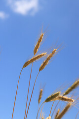 Ears of rye against the sky. Grain field, ears of grain close-up. Agricultural field of rye. Field on a sunny day. Background of ripening grains in a field. Harvest concept