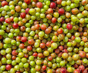 Frisch geerntete Stachelbeeren