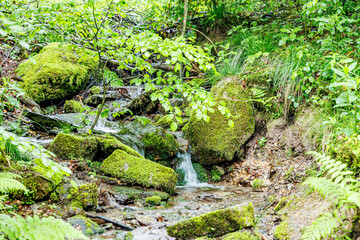 Stream of water descending between rocks with moss on mountain slope among wild vegetation, forming...