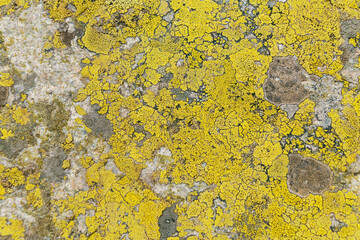 Candelariella vitellina. Yellow crustose areolate lichen on a stone, close-up.