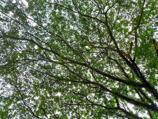 Bottom view of a rain tree's canopy appears as a dense network of green leaves branching out from the thick supporting branches