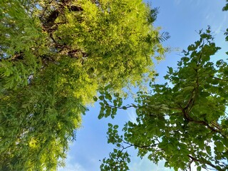 A view looking up into the dense treetops with lush green leaves and a blue sky