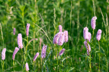 Beautiful flowers of Bistorta officinalis in the Tatra Mountains, Poland. bistort, common bistort, European bistort, meadow bistort