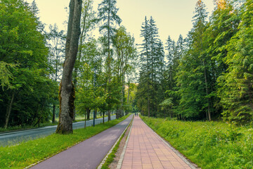 A road, a bike path and a walking path leading up the mountain. Road in the middle of the forest.