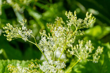 Green plant covered with water drops. Morning dew. Myrrhis odorata.