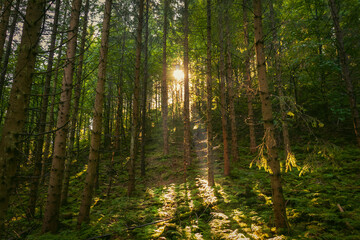 Sunlight breaks through the trees. Spruce forest in the mountains at dawn.