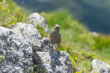 The alpine accentor (Prunella collaris) in the Tatra Mountains, Poland.