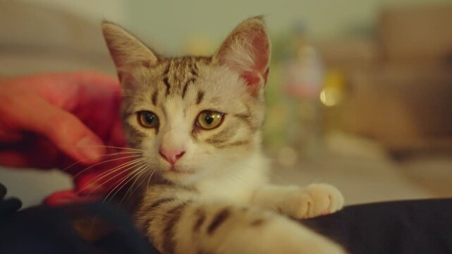 Calm Cat Getting Love 4k