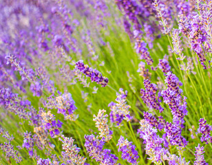 lavender flowers close-up, natural floral background