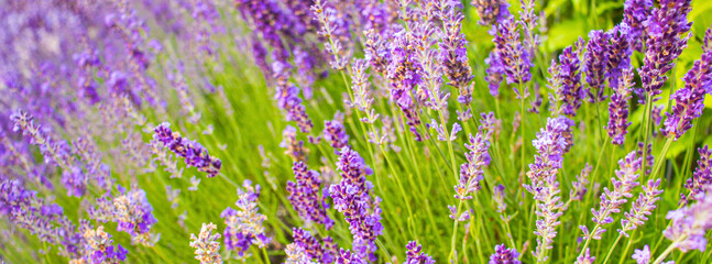 lavender flowers close-up, natural floral background