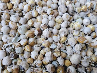 Withania coagulans, Indian reenet, dry biotic paneer booti, dodi, doda, phool,  panirdoda pannir doddi, paneerdodi, paneerdoda, paneerka phool, paneerdodhi, pansar, medicinal plant closeup 
 