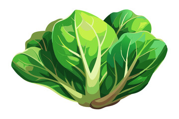 Fresh green leaf lettuce vector illustration 